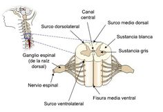 an image of the human nervous system with labels on each side and labeled in spanish