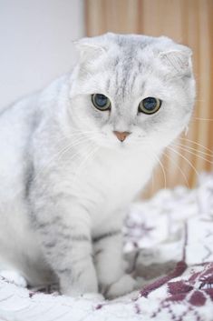 a gray and white cat sitting on top of a bed