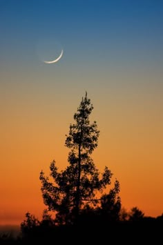 the moon is setting behind a tree in the evening sky with an orange and blue background