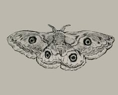 a black and white drawing of a moth