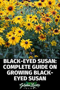 black - eyed susan complete guide on growing black - eyed susan