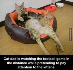 two cats laying on top of each other in a cat bed with caption that reads, cat dad is watching the football game in the distance while pretending to pay attention to the kittens