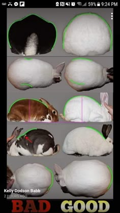 an image of rabbits being petted by their owners and the caption is bad