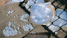 an oyster is sitting on top of a mesh net next to other shells and pearls