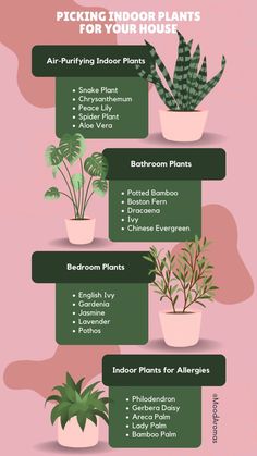 the houseplant guide for indoor plants