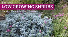 the best low growing shrubs for the front of the house