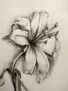 a pencil drawing of a flower