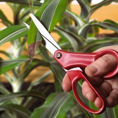 a hand holding a red pair of scissors in front of some green plants and leaves