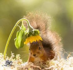 a squirrel with a sunflower in its mouth