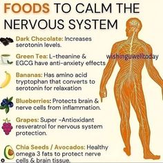 Calm The Nervous System, The Nervous System, Food Facts, Health Facts