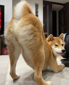 a large brown dog standing on top of a carpeted floor next to a fan