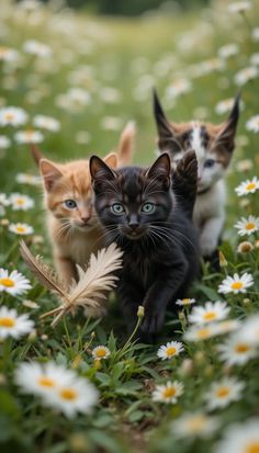 three kittens walking in the grass with daisies