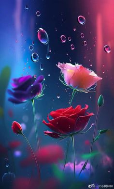 three red and purple flowers with water droplets on the petals, in front of a blue background