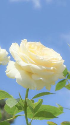 a white rose is blooming on a sunny day with blue sky in the background