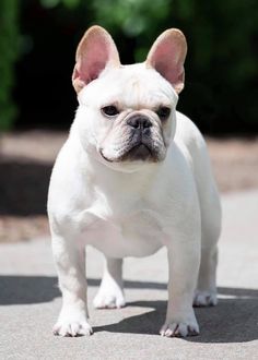 a small white dog standing on top of a sidewalk