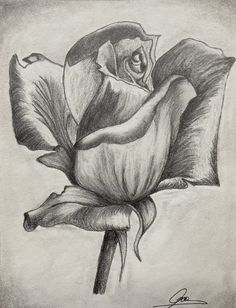 a pencil drawing of a rose on a piece of paper with the petals still attached