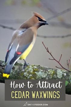 a bird sitting on top of a tree branch with the words how to attract cedar waxwings