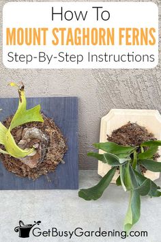 how to mount staghorn ferns step - by - step instructions for beginners