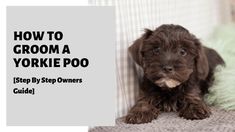 a brown puppy sitting on top of a bed next to a green and white pillow