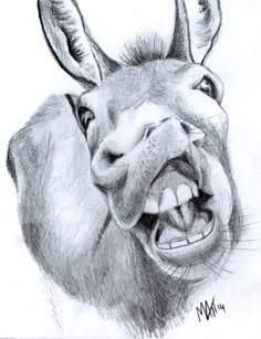 a pencil drawing of a donkey's face with it's mouth wide open