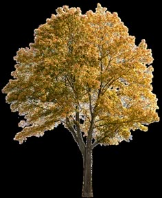 a tree with yellow leaves in the fall on a white background stock photo - 1307982