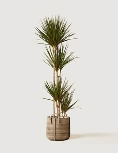 a potted plant with long green leaves in it on a white background, there is no image here to provide a caption for