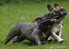 Bull Dogs, High Maintenance, French Bull, Grumpy Cat, Very Happy, Pets Cats, Puppy Love, Make Me Smile