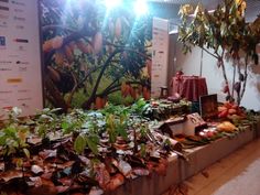 there are many plants on display in the room