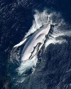 an aerial view of a humpback whale in the ocean