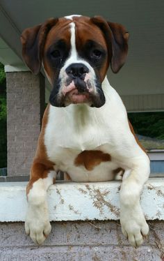 a brown and white dog sitting on top of a window sill