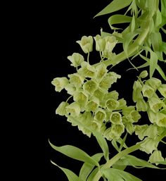 some green flowers on a black background with no one in the photo looking at them