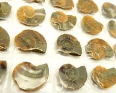 several different types of seashells on display in plastic cases with white paper behind them