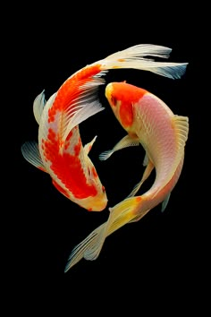 two orange and white koi fish swimming together in the water on a black background