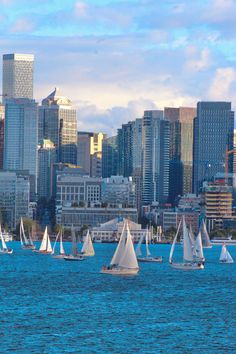 many sailboats are sailing in the water near tall buildings