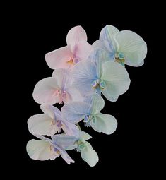 several white and pink flowers on a black background