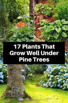 plants that grow well under pine trees