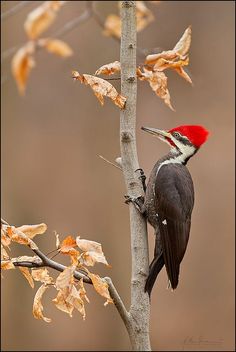 a red and black bird perched on top of a tree