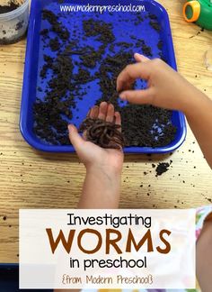 a child is playing with dirt in a blue tray and the words investigating worms in preschool