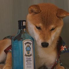 a brown dog sitting next to a bottle of booze