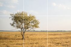 four different pictures of a tree in the middle of a field