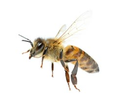 a bee flying in the air with it's wings spread