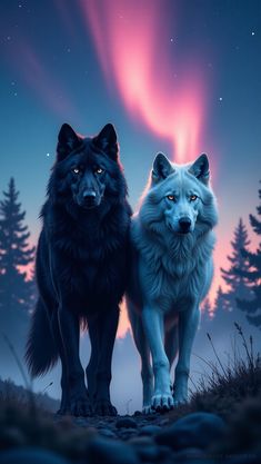 two black and white wolf standing next to each other in front of an aurora light