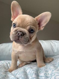 a small brown dog sitting on top of a bed