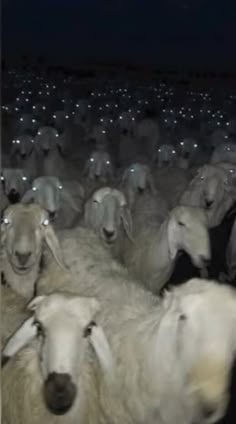 a herd of sheep standing next to each other on a field with stars in the sky