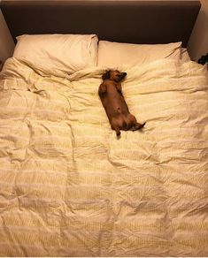 a small dog laying on top of a bed with white sheets and pillows in it