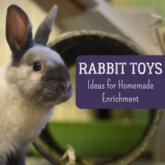 a rabbit sitting on top of a wooden floor next to a purple sign with the words rabbit toys ideas for homemade enrichment