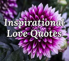 a purple flower with the words inspirational love quotes on it in front of green leaves