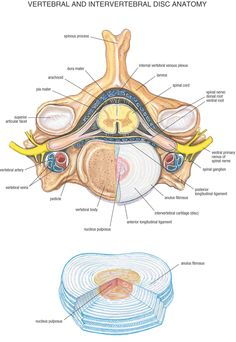 an image of the anatomy of the ear and its parts labeled in this diagram, there are