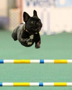 a small dog jumping over an obstacle on a green surface with yellow and blue poles