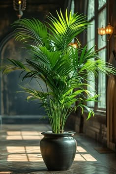 a potted plant sitting on top of a tiled floor in front of a window